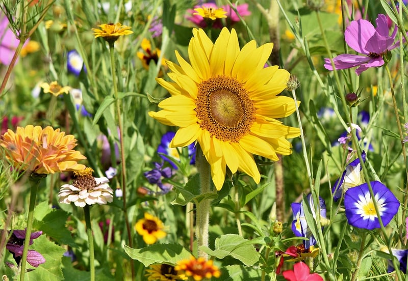 Garden Upcycling
